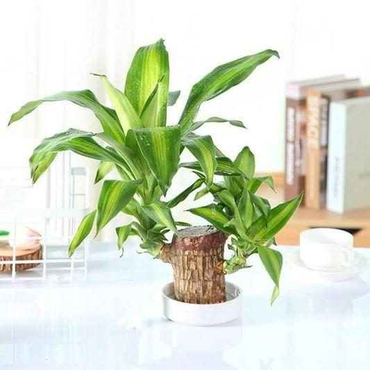 Voguehaven Brazilian Lucky Wood Mini Home Plant Decorations